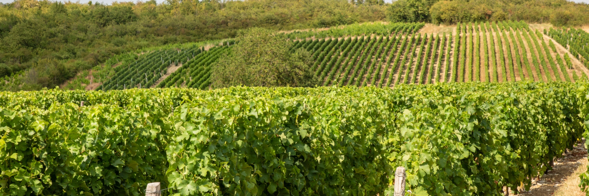 Au cœur des vignobles