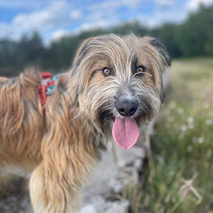 Camping pet friendly :  un paradis pour les amoureux de la nature et leurs animaux de compagnie