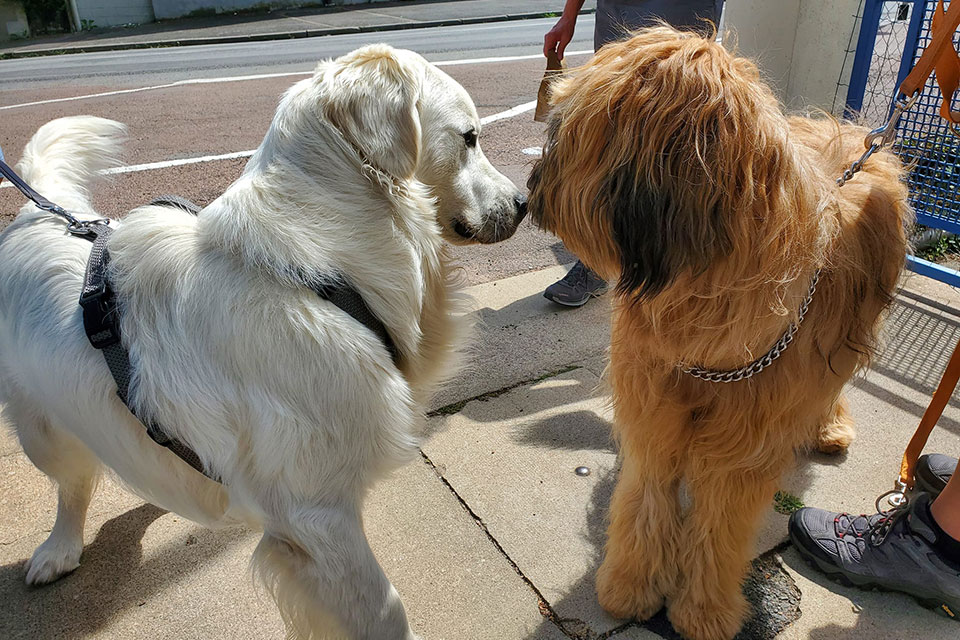 Camping pet friendly : deux animaux maximums par hébergement